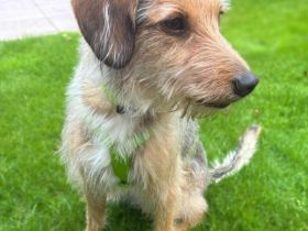 Layla in 85737 Ismaning sucht ihr Für-immer-Zuhause