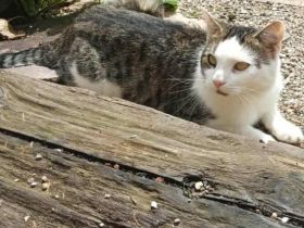 Peppino in 17154 Neukalen sucht sein Für-immer-Zuhause