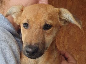 Daisy, hellbraunes Fell und ein Herz, das im Sturm erobert; 4 Monate, 38 cm