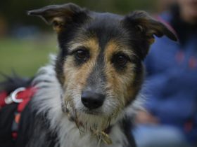 Frieda, ein Flumi auf vier Pfoten