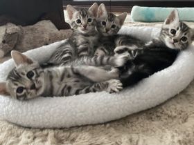 2 Bengal Kater in Marbled suchen ein kuschliges Zuhause