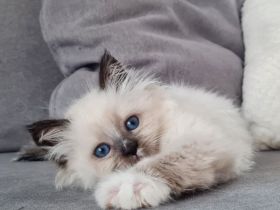 Neva Masquarade Kitten