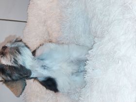 Amerik.Miniaturschnauzer Toy/Zwerg mit Pap