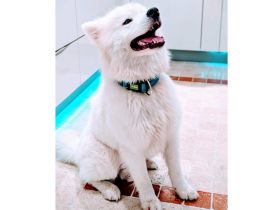 Samojedenrüde Malvin