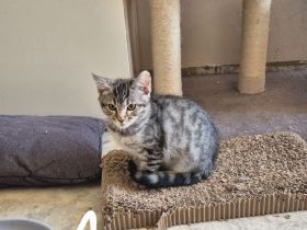 Bengal Maine-Coon Mix