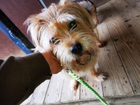 Lumpi, Yorkshire Terrier Mix, geb. 2014, trauert im Tierheim sehr