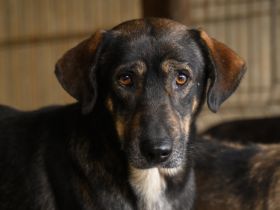 Friedl - Sensibel, liebevoll und bereit für ein neues Leben