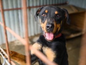 Stattlicher Rüde Harley sucht Power-Familie
