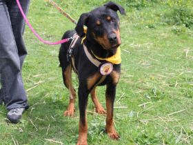 Stattlicher Rüde Harley sucht Power-Familie