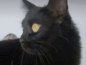 Langhaariges liebes Kätzchen Birma / EKH sucht Kuschelplatz