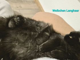 Langhaariges liebes Kätzchen Birma / EKH sucht Kuschelplatz