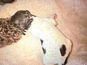 Lagotto Romagnolo Welpen