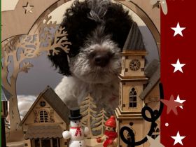 Lagotto Romagnolo Welpen