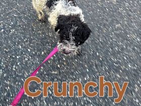 Lagotto Romagnolo Welpen