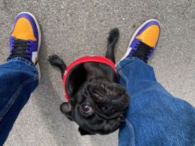 Pumba sucht ein neues Zuhause!