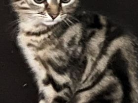 Bkh Katze Whiskas amy 12 Wochen und sehr verschmust