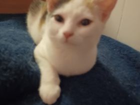 Zuckersüsse Kätzchen zu Verkaufen.