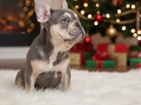 🎄 Einzigartige Blue-Tan Welpin – Dein Weihnachtswunder! 🎄