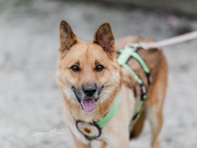 Flauschiger Teddy mit freundlicher Seele