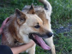 Flauschiger Teddy mit freundlicher Seele