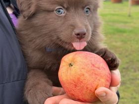 Großspitz, Welpen, Spitz,