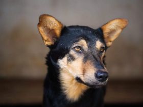 Bescheidene Luddu hofft auf eine bessere Zukunft