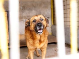 Buiscuit sucht seinen Heimathafen