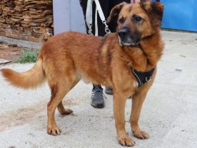 Buiscuit sucht seinen Heimathafen