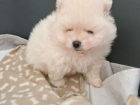 Pomeranian Zwergspitz Welpen