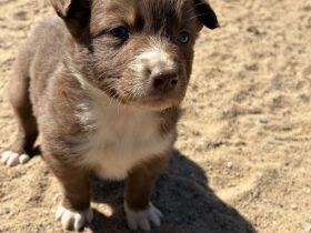 Standard Australian Shepherd-Welpen suchen ihr Für-immer-Zuhause ab 22.04.2026