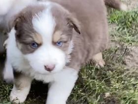 Standard Australian Shepherd-Welpen suchen ihr Für-immer-Zuhause ab 26.10.2025