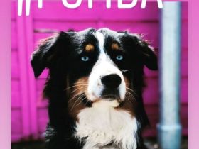 Australian Sheperd Welpen