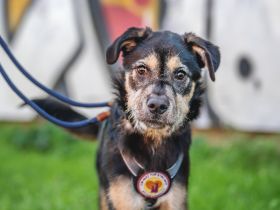 Wer möchte mit Puri durchs Leben gehen?