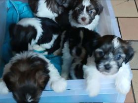 Wunderschöne Havaneserwelpen