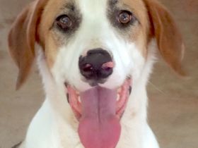 Chuck, männlicher Mischling