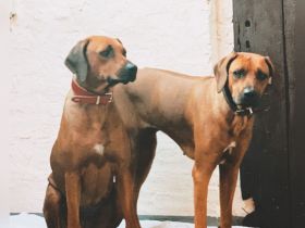 Wir 2 Geschwister suchen ein schönes Zuhause