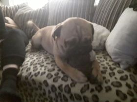 Engländische bulldogge mix sucht Prinzessin zum decken , kein Verkauf!,