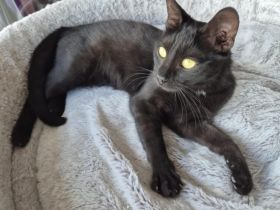 Kali sucht ihr Zuhause!