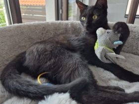 Kali sucht ihr Zuhause!