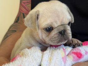 Altdeutsche Mopswelpen