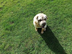 Suchen ein liebes volles zu Hause