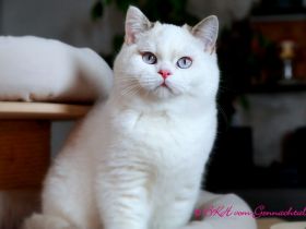 Britischkurzhaarkaterchen mit Stammbaum