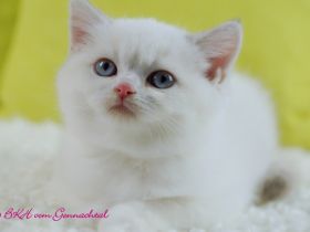 Britischkurzhaarbabys mit Stammbaum