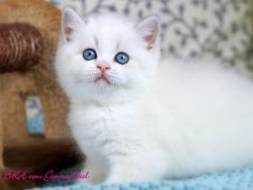 Britischkurzhaarbabys mit Stammbaum