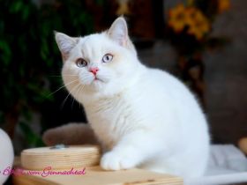 Britischkurzhaarkaterchen mit Stammbaum