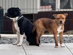 Staffordshire Bullterrier