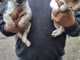 2 süße Jack Russell Terrier Welpen zu verkaufen