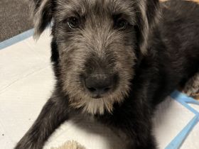 Terrier Mix  Mädchen 7 m.