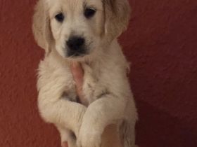 Goldene Retriever Welpen