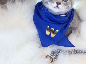 BKH Kitten-exklusive,reinrassige  in seltener Farbe zu verkaufen